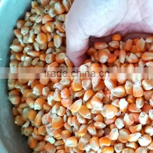 Yellow Corn , Yellow Maize , Non GMO Yellow Corn thumbnail-2