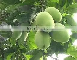 Vietnam's Fresh Mango / Mango Hoa Loc thumbnail-1