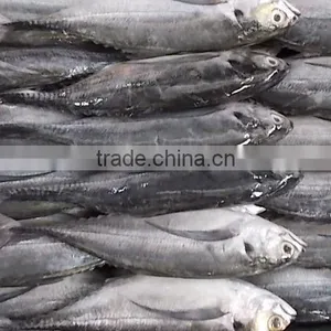 FROZEN HORSE MACKEREL WHOLE ROUND thumbnail-5