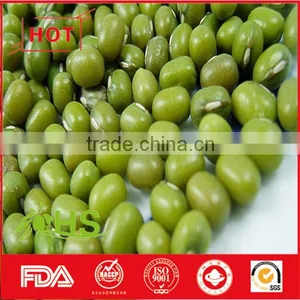 High Quality Green Mung Bean for Sale thumbnail-5