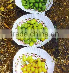 NEEM SEEDS thumbnail-2