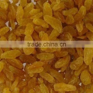 Dried Golden Raisin thumbnail-1