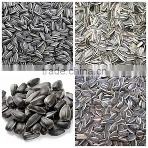 Organic Sunflower Seeds in Shell Chinese Sunflower Seeds Hybrid Sunflower Seed thumbnail-4