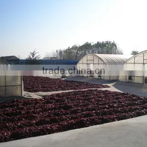 HACCP Certified Sweet Whole Paprika thumbnail-5
