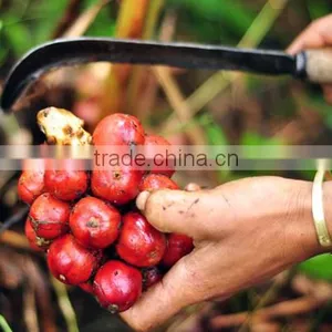 Vietnam Dried Style BLACK CARDAMOM Exporter thumbnail-2