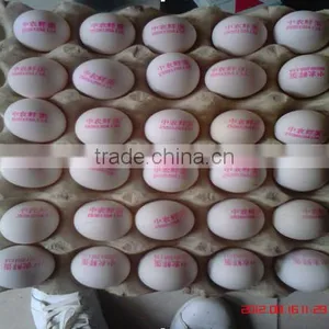 Hot Stamping Date Coding Machine/Egg Code Printing Machine/Bottle Date Code thumbnail-3
