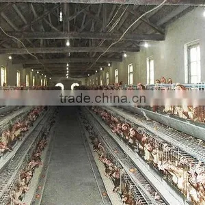 Ukraine Steel Structure Chicken Poultry Shed thumbnail-1
