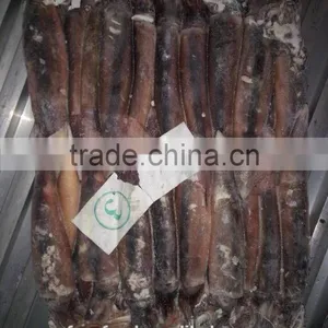 Fish Viet Nam of Illex Squid thumbnail-1