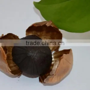 Wholesale Chinese High Quality Black Garlic ,bulb Garlic thumbnail-1