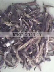 Fresh Curouligo Orchiodes thumbnail-1