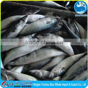 Frozen Seafood Frozen Pacific Mackerel for Sale Mackerel Seafood thumbnail-5