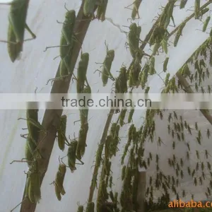Plastic Protection Netting Insect Mesh Netting thumbnail-1