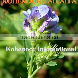 Top Quality Pakistan Kohenoor A1 Alfalfa Seed thumbnail-3