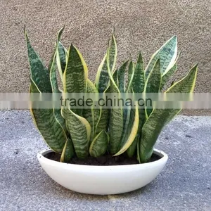 Suitable for Garden Beautification or Potted Sansevieria Plants thumbnail-1