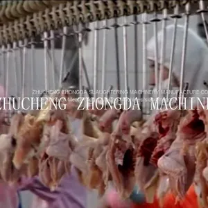 FULL SET OF CHICKEN SLAUGHTER MACHINE LINE FOR SLAUGHTERING HOUSE thumbnail-2