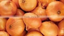 Yellow Onion New Harvest thumbnail-1
