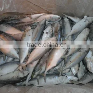 Frozen Indian Mackerel thumbnail-1