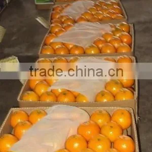 Fresh Mandarin - Citrus thumbnail-1