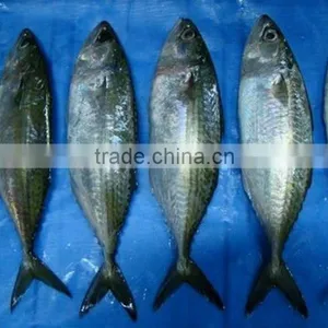 Frozen Indian Mackerel Fish Price From China thumbnail-1