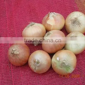 Gold Onion ( Crops 2013) thumbnail-6