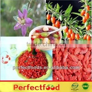Goji Berry LYCIUM BARBARUM thumbnail-6