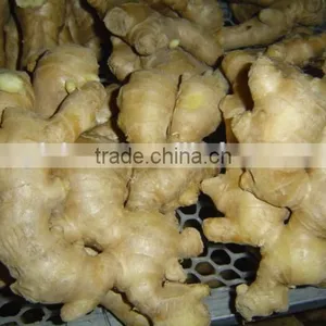 Fresh Ginger thumbnail-5