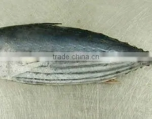 FROZEN FRESH Skipjack Tuna QUALITY thumbnail-1