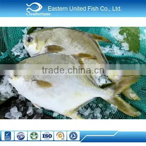 IQF Frozen Golden Pompano Fish thumbnail-1