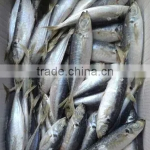 Cebu Catering Horse Mackerel thumbnail-2