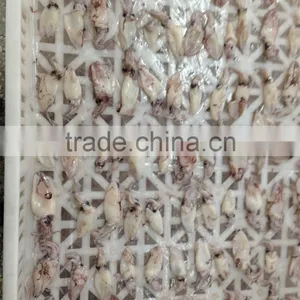 IQF/block Baby Squid Loligo Japonica thumbnail-4
