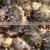 Sugar-Free Sea Cucumber Type thumbnail-1