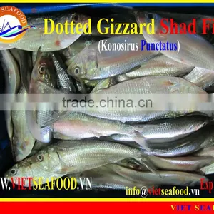 FROZEN DOTTED GIZZARD SHAD FISH W/R thumbnail-5
