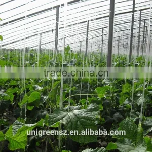 Commercial Multi Span Agricultural Film Greenhouse for Sale thumbnail-1