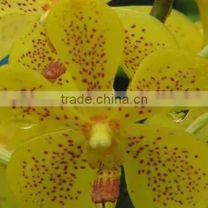 Fresh Cut Orchids, Mokara Orchids, Fresh Cut Stem thumbnail-1