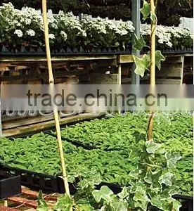 Bamboo u Shape Hoop for Plant Supports thumbnail-1