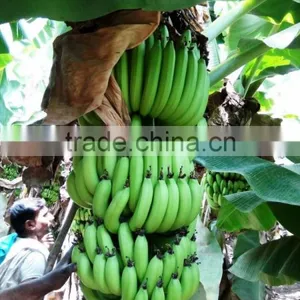 FRESH GREEN CAVENDISH BANANA thumbnail-3