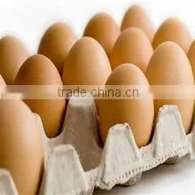 Paper Pulp Molded Eggs Tray thumbnail-1