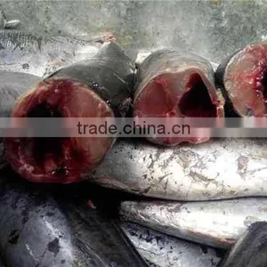 High Quality HGT Frozen Bonito Fish and Auxis Thazard thumbnail-1
