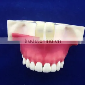 Medical Science Typhoon Dental Education Models thumbnail-2