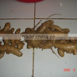 Mango Ginger, Cucurma Zedoria, Cucurma Amada/ Mangga, Please Contact me thumbnail-1