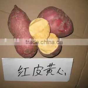 2015 Sunny Orchard Fresh Sweet Potato thumbnail-5