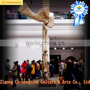 Display Hall Dinosaurs Skeleton Replica thumbnail-5