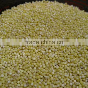 Yellow Millets thumbnail-1