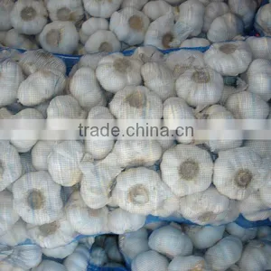 Egyptian Normal White Garlic thumbnail-1