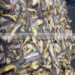 Marine Fresh Seafood Fish Yellow Croaker thumbnail-1
