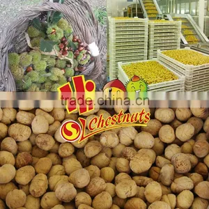 Bulk Whole Grain Frozen Peeled Chestnuts thumbnail-1