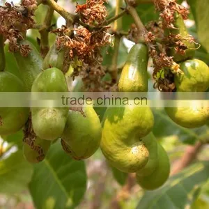Kaju Fruits Tree Seeds Anacardium Occidentale Cashew Seed thumbnail-1