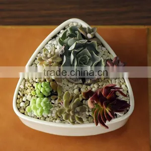 New Design Rounded Triangle Small White Ceramic Shallow Pot thumbnail-2