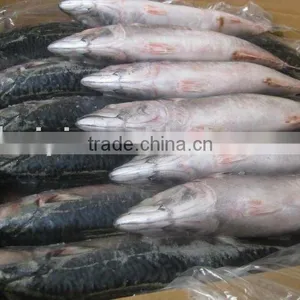 Mackerel 500g up thumbnail-1