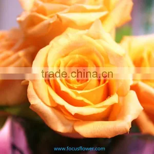 Holland Roses in 2016 Popular Gerbera Flowers Fresh Cut Flower From Kunming thumbnail-2
